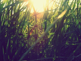Sfondi Grass Under Sun 320x240