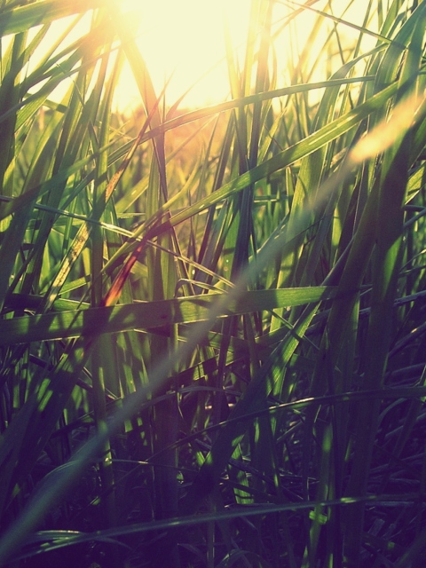Sfondi Grass Under Sun 480x640