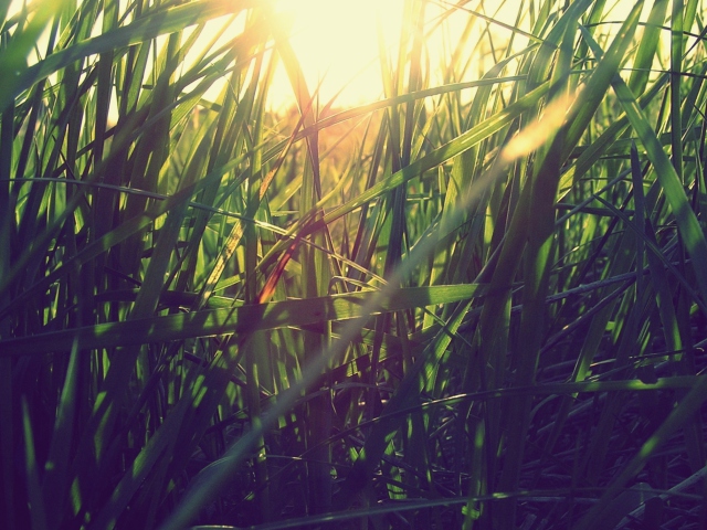 Sfondi Grass Under Sun 640x480