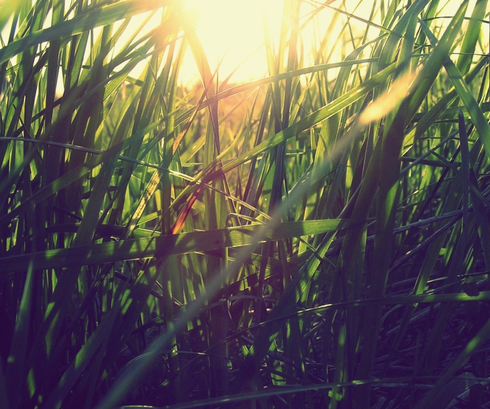 Fondo de pantalla Grass Under Sun 960x800