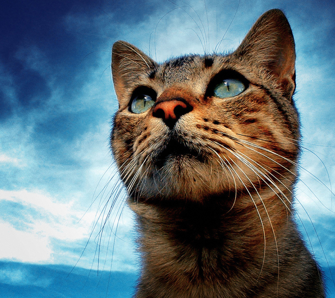 Portrait Of Cat wallpaper 1080x960