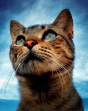 Fondo de pantalla Portrait Of Cat 128x160