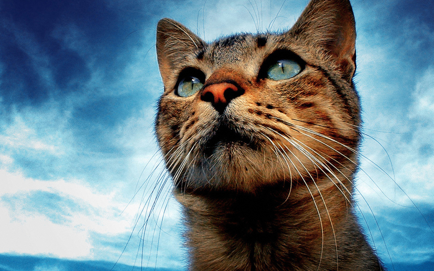 Screenshot №1 pro téma Portrait Of Cat 1440x900