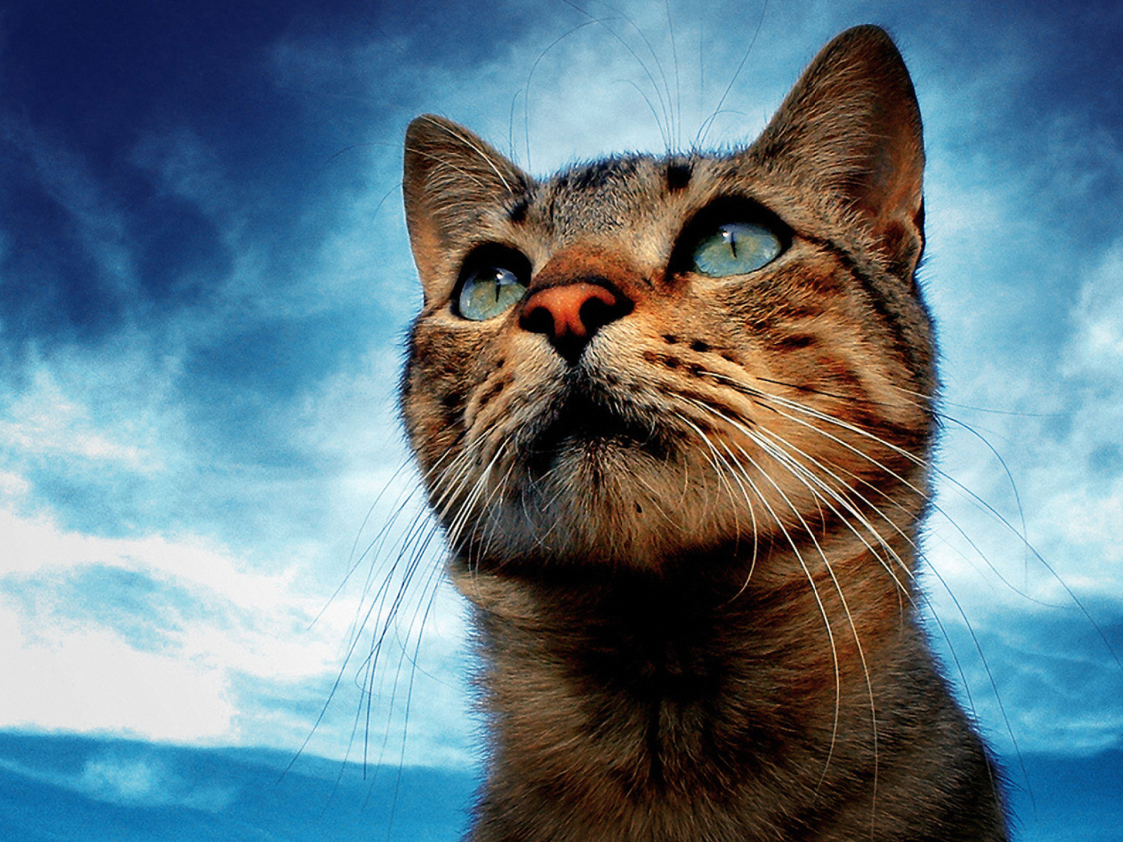Fondo de pantalla Portrait Of Cat 1600x1200