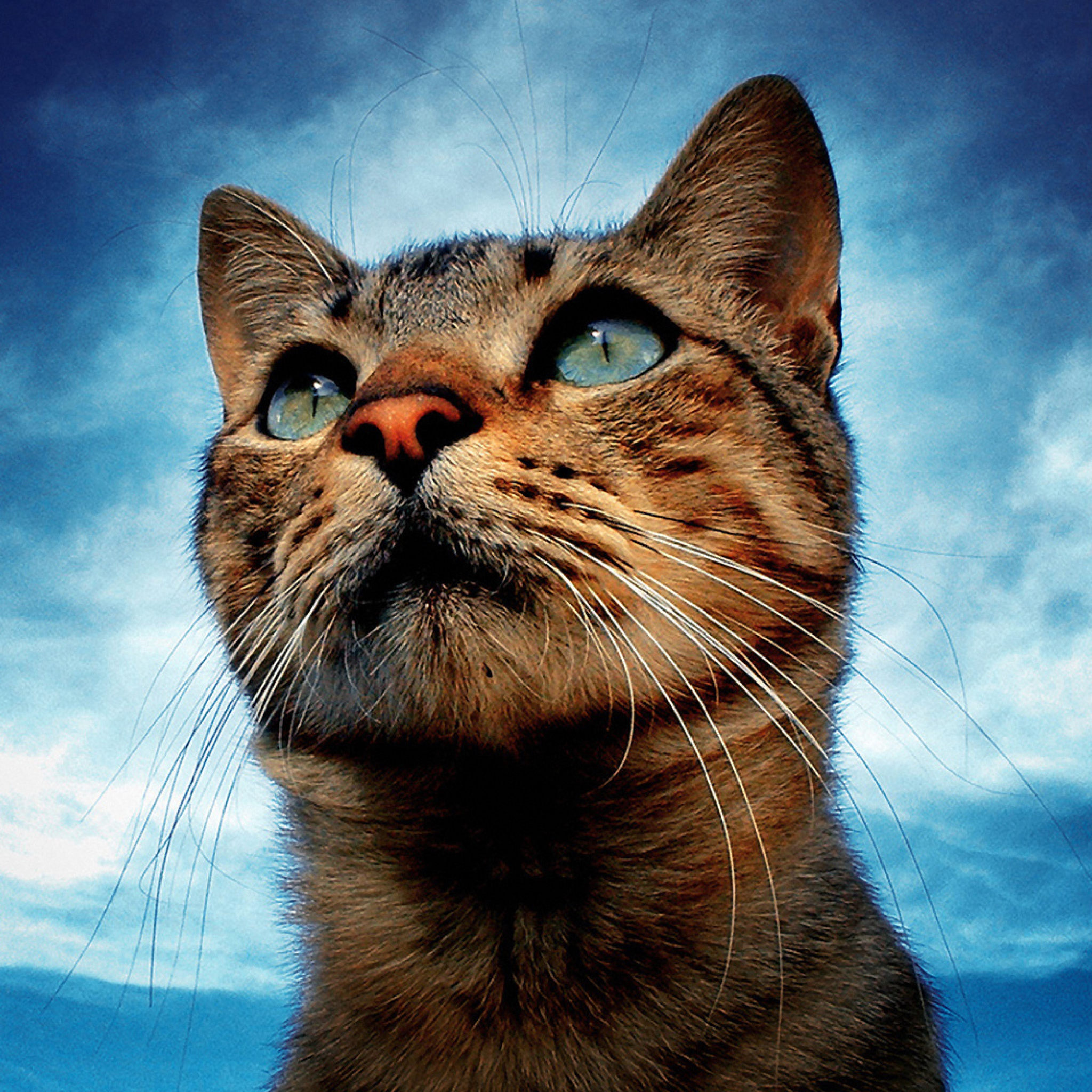 Das Portrait Of Cat Wallpaper 2048x2048
