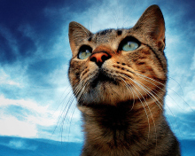 Fondo de pantalla Portrait Of Cat 220x176