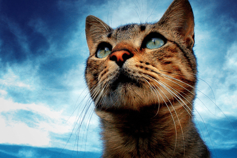 Fondo de pantalla Portrait Of Cat 480x320