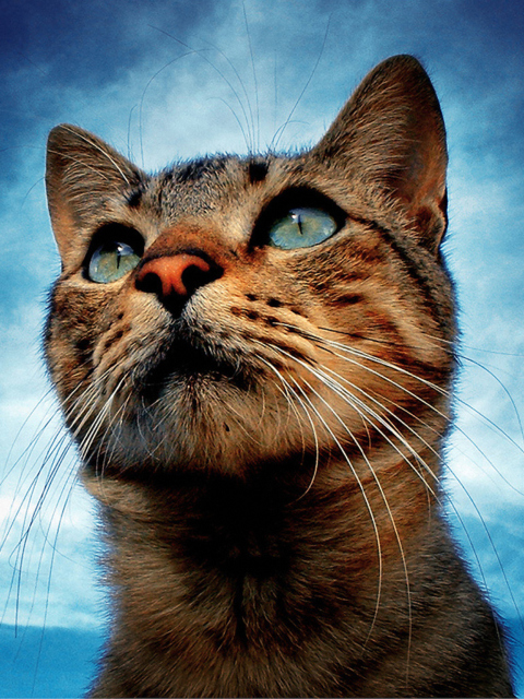 Das Portrait Of Cat Wallpaper 480x640