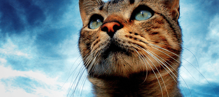 Portrait Of Cat wallpaper 720x320