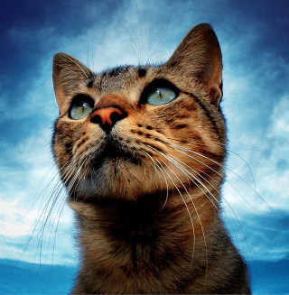 Portrait Of Cat - Obrázkek zdarma pro 1024x1024