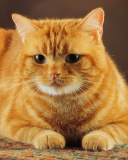 Ginger Cat screenshot #1 128x160