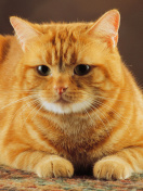 Ginger Cat screenshot #1 132x176