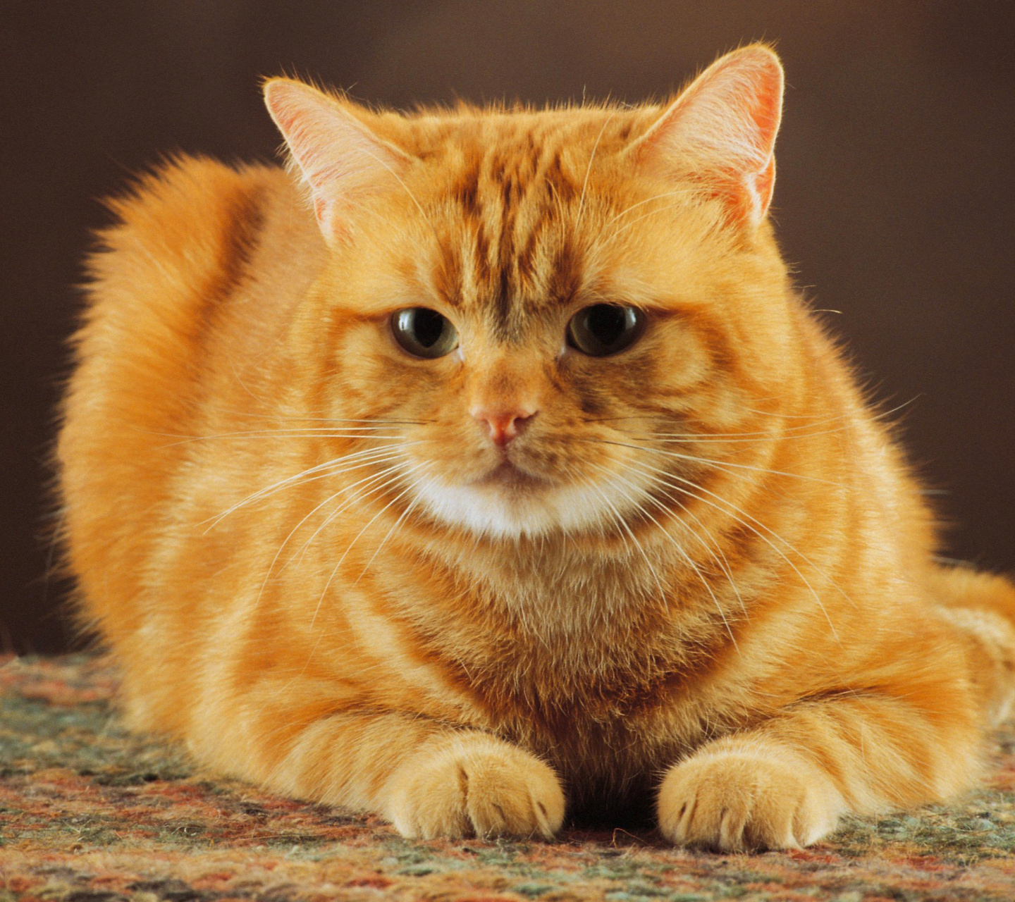 Fondo de pantalla Ginger Cat 1440x1280