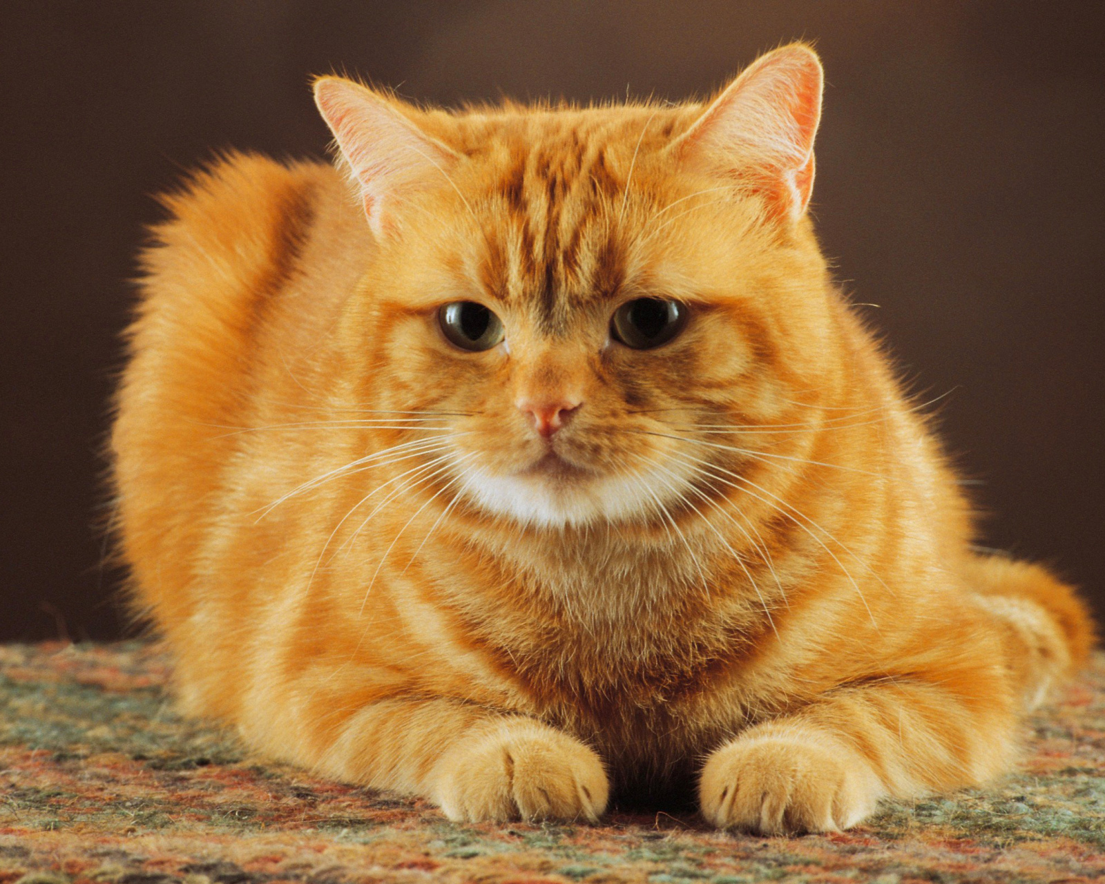 Sfondi Ginger Cat 1600x1280