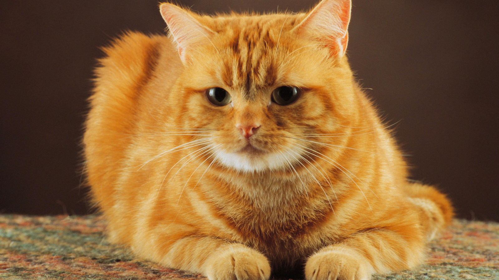 Fondo de pantalla Ginger Cat 1600x900