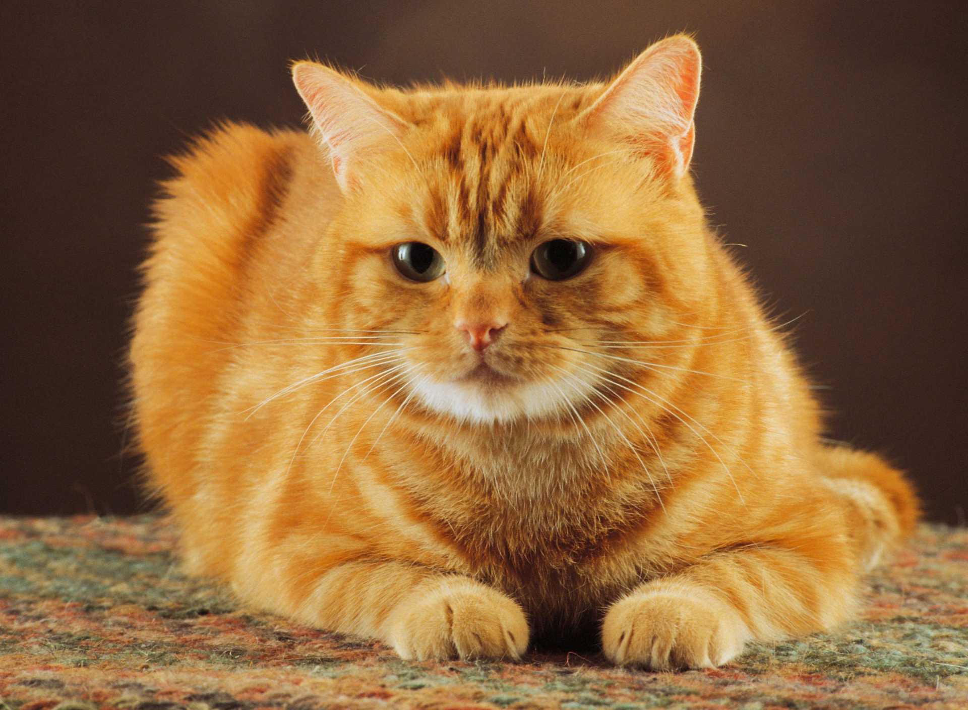 Ginger Cat wallpaper 1920x1408