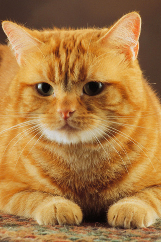 Ginger Cat wallpaper 320x480