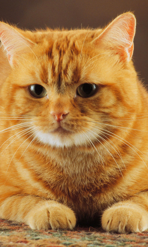 Ginger Cat screenshot #1 480x800