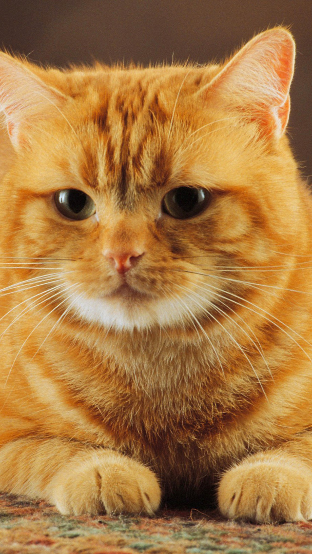 Das Ginger Cat Wallpaper 640x1136