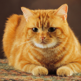 Ginger Cat sfondi gratuiti per iPad mini