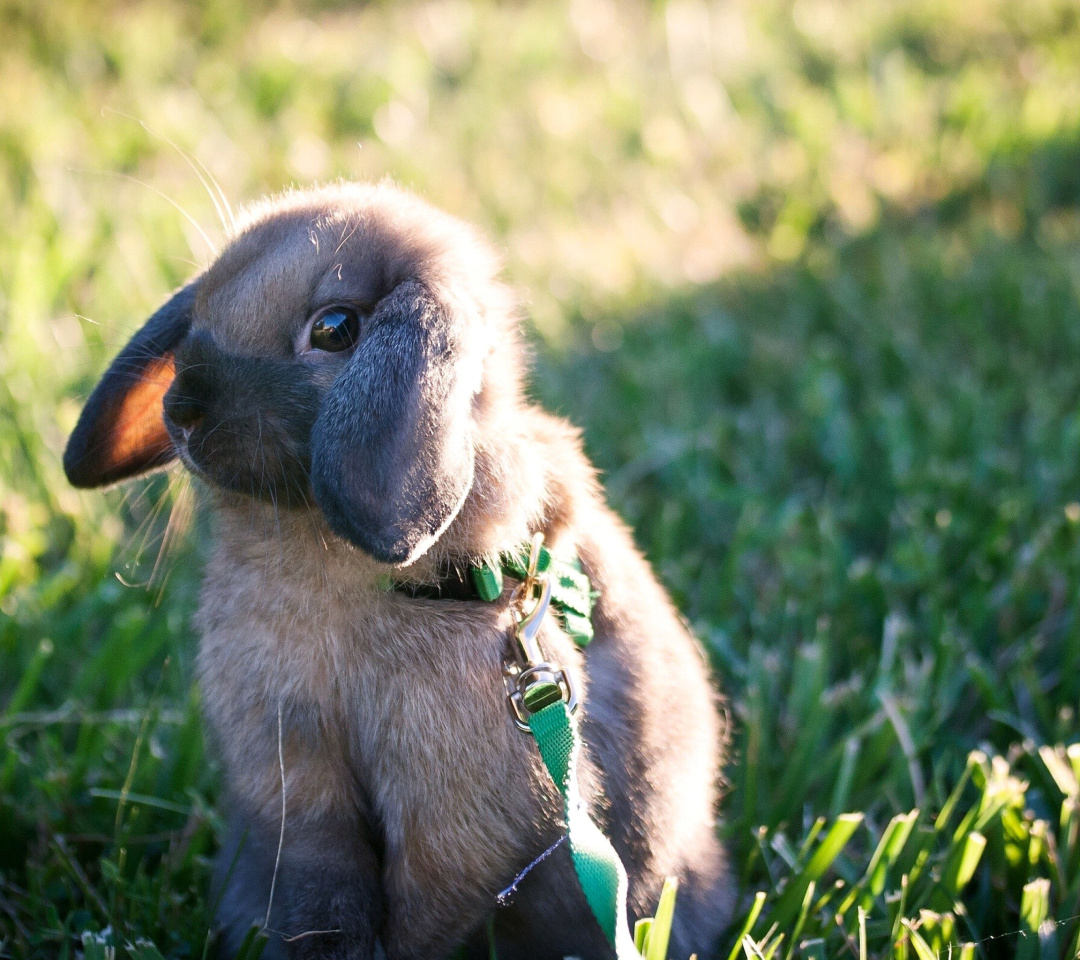 Sfondi Funny And Cute Bunny Rabbit 1080x960