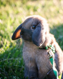 Sfondi Funny And Cute Bunny Rabbit 128x160
