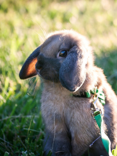 Обои Funny And Cute Bunny Rabbit 240x320