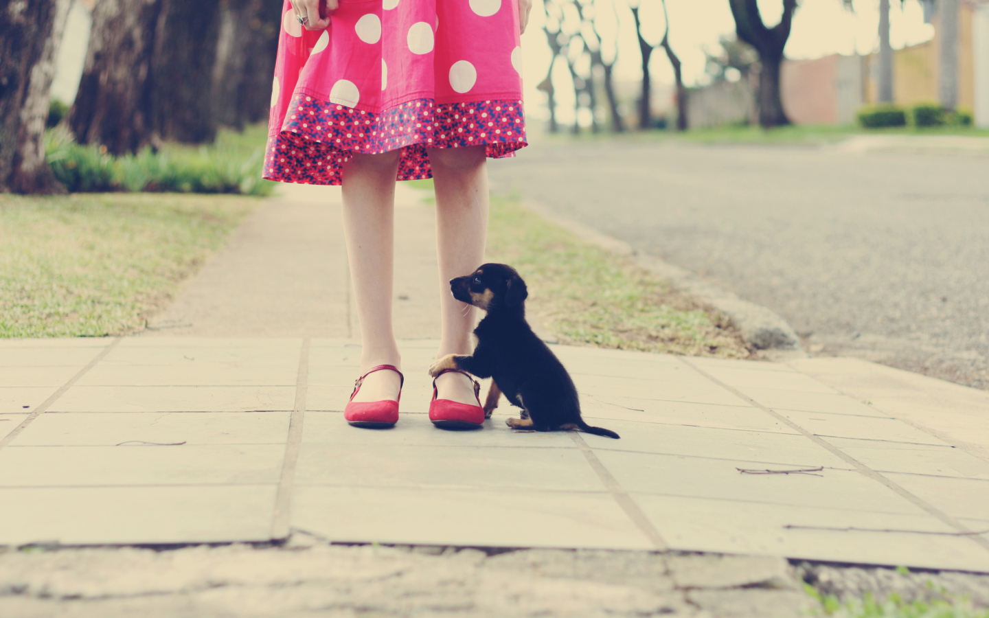 Обои Girl In Polka Dot Dress And Her Puppy 1440x900