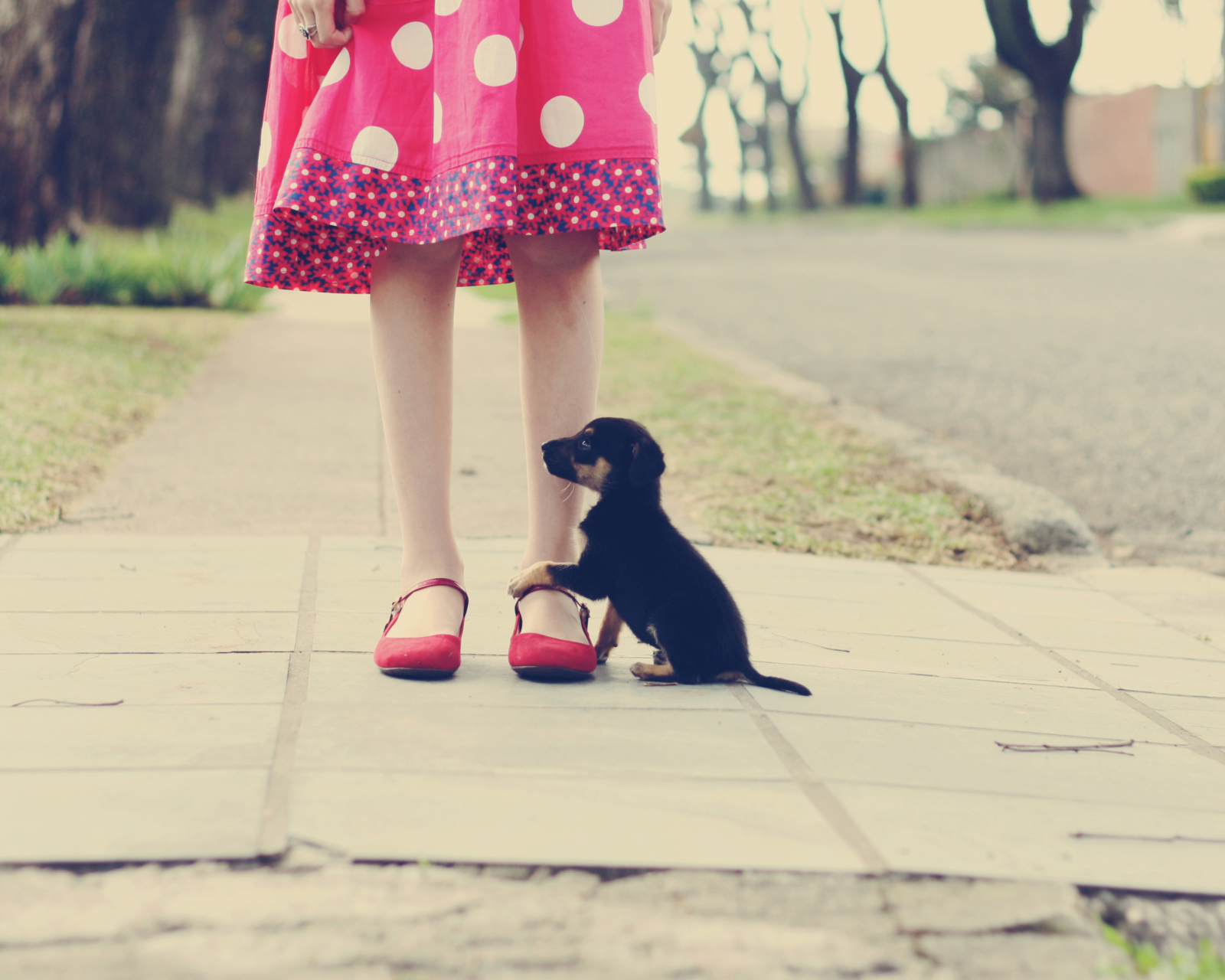 Girl In Polka Dot Dress And Her Puppy wallpaper 1600x1280