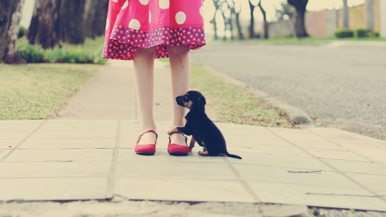 Обои Girl In Polka Dot Dress And Her Puppy 1600x900