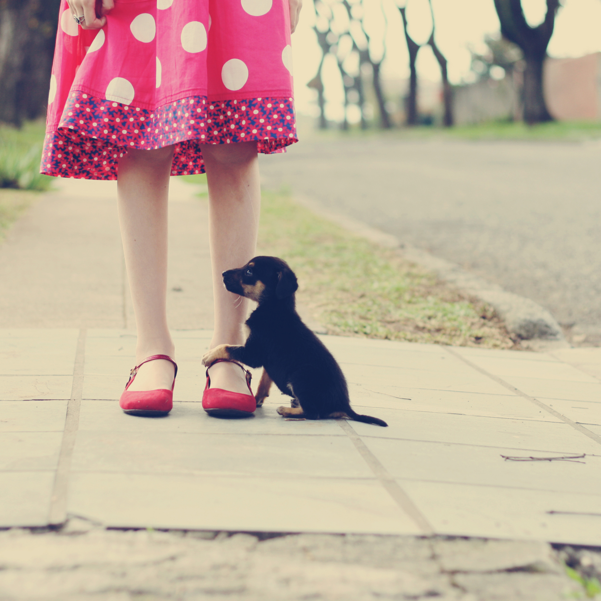 Girl In Polka Dot Dress And Her Puppy screenshot #1 2048x2048