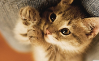 Lazy Kitten - Obrázkek zdarma pro Samsung Galaxy Ace 4