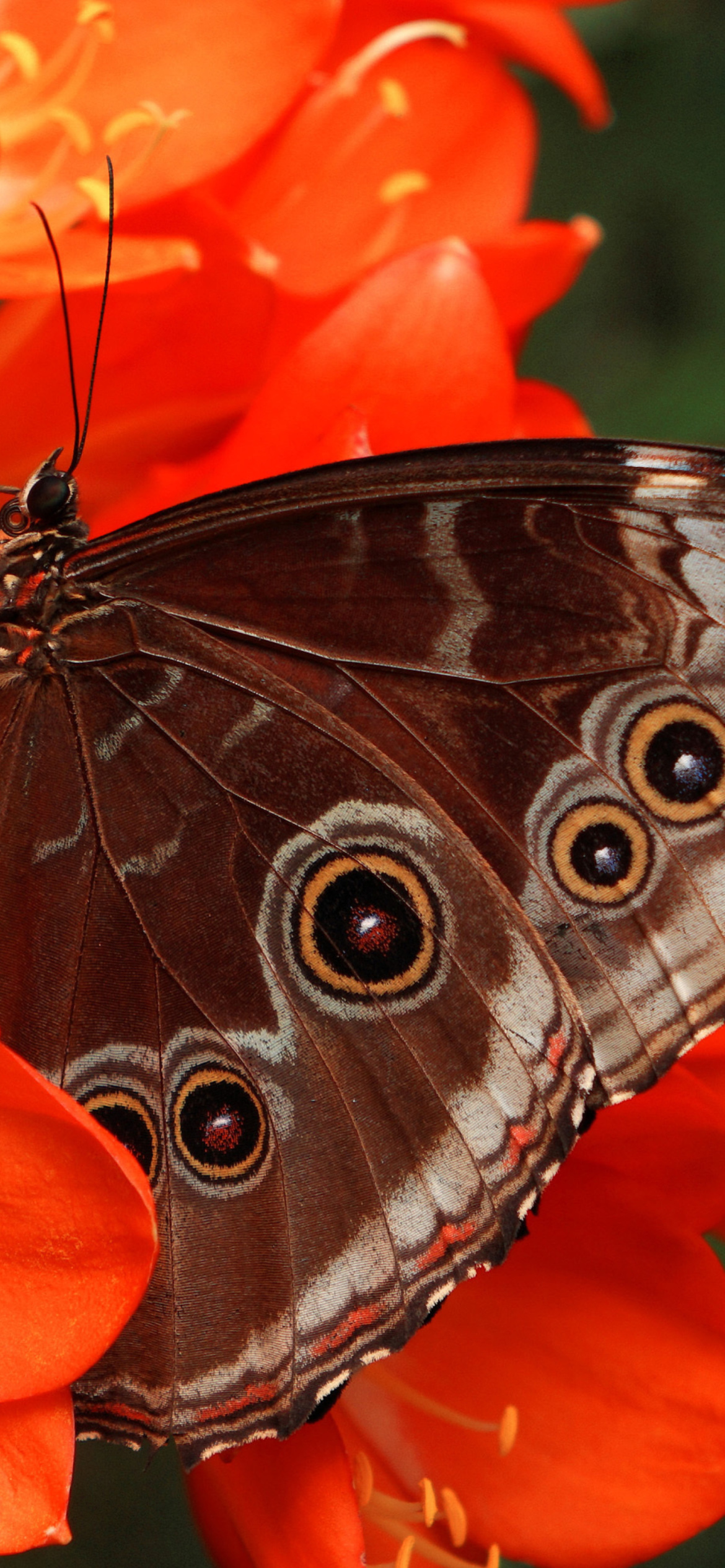 Das Butterfly Wallpaper 1170x2532