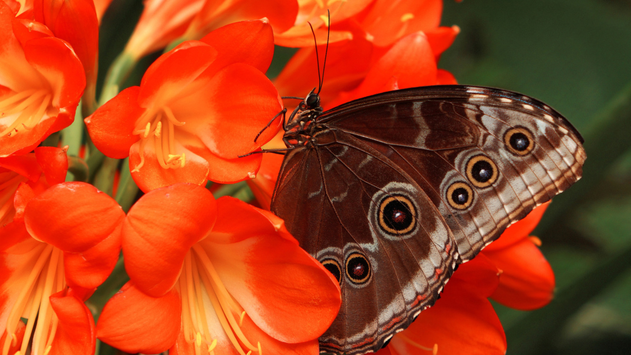 Das Butterfly Wallpaper 1280x720