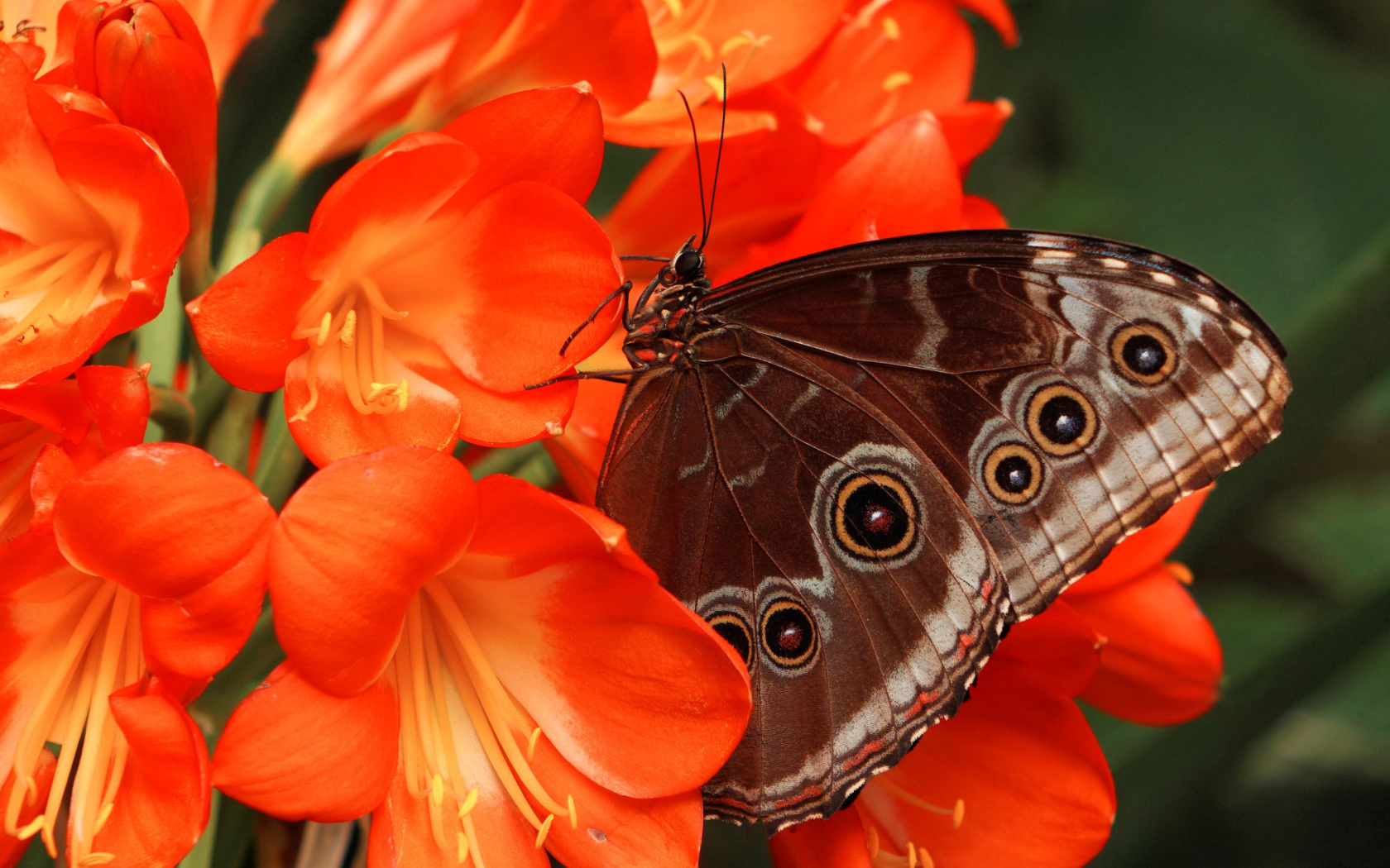 Das Butterfly Wallpaper 1680x1050