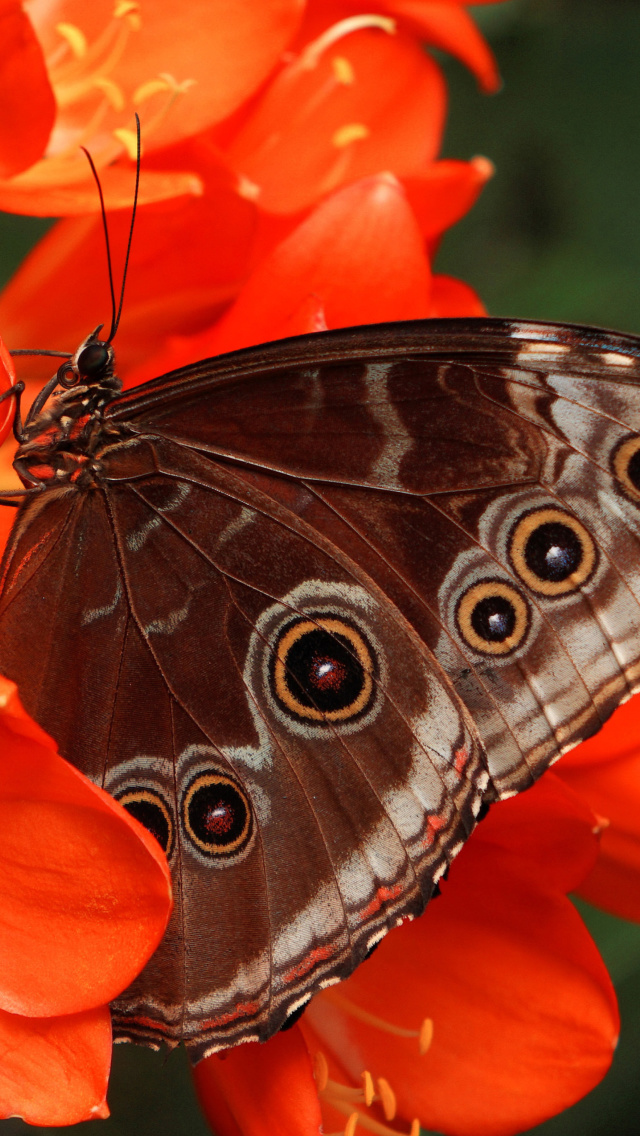 Fondo de pantalla Butterfly 640x1136