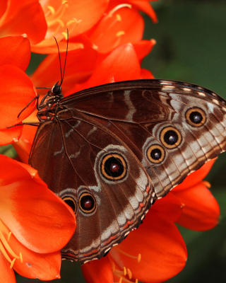 Butterfly Picture for 240x320