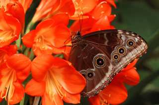 Butterfly sfondi gratuiti per Samsung Galaxy Note 4