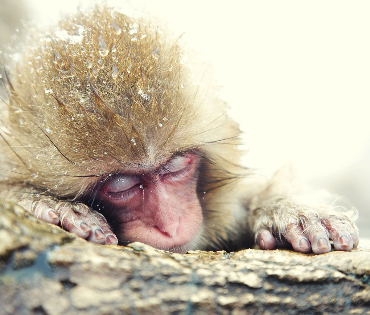 Обои Cute Sleepy Monkey 1200x1024