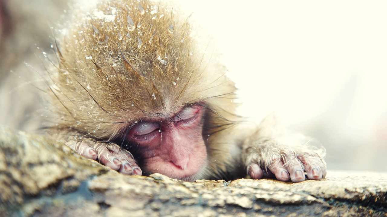 Das Cute Sleepy Monkey Wallpaper 1280x720