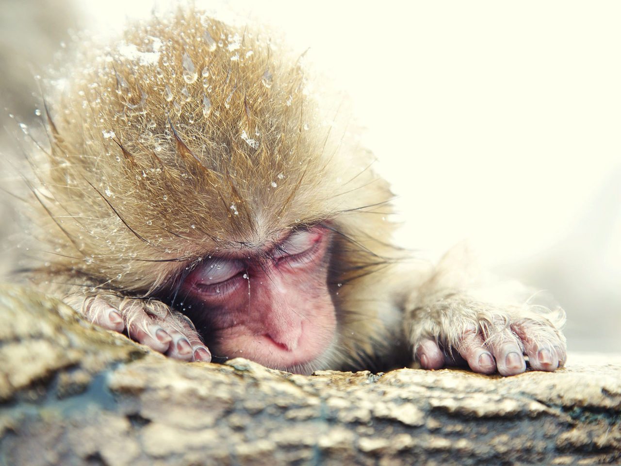 Das Cute Sleepy Monkey Wallpaper 1280x960