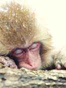 Cute Sleepy Monkey screenshot #1 132x176