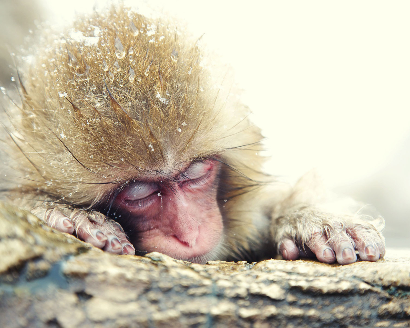 Fondo de pantalla Cute Sleepy Monkey 1600x1280