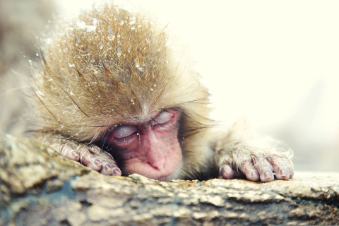 Das Cute Sleepy Monkey Wallpaper 480x320