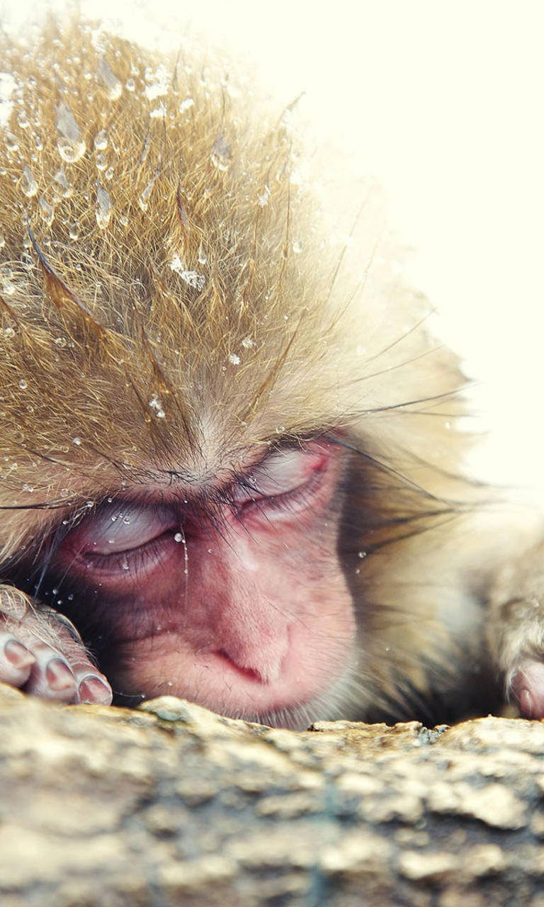 Fondo de pantalla Cute Sleepy Monkey 768x1280