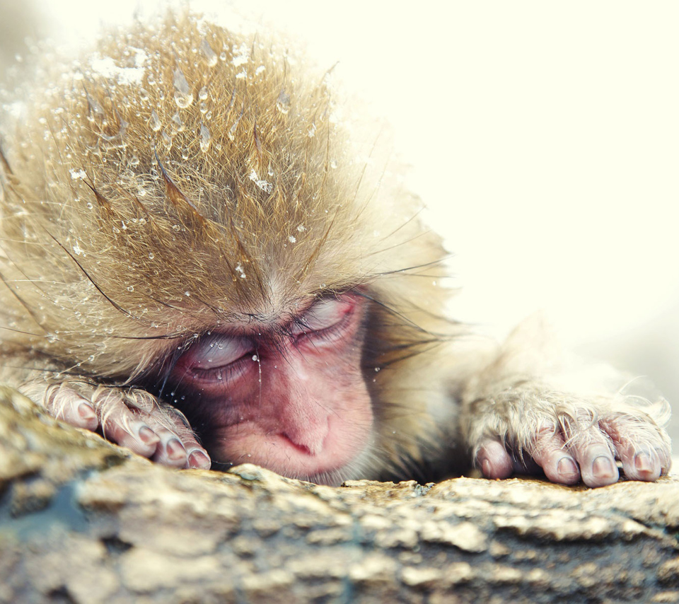 Fondo de pantalla Cute Sleepy Monkey 960x854