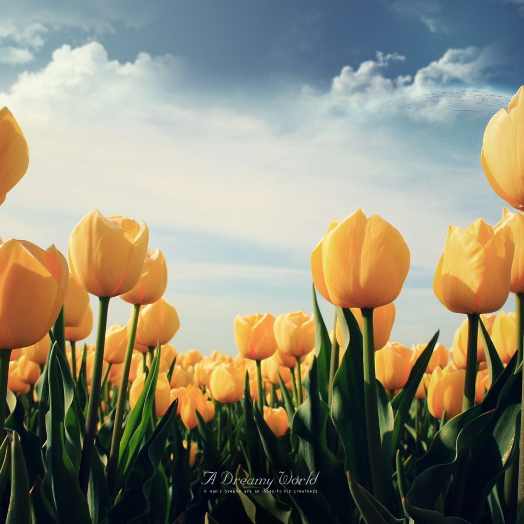 Fondo de pantalla Yellow Tulips 1024x1024