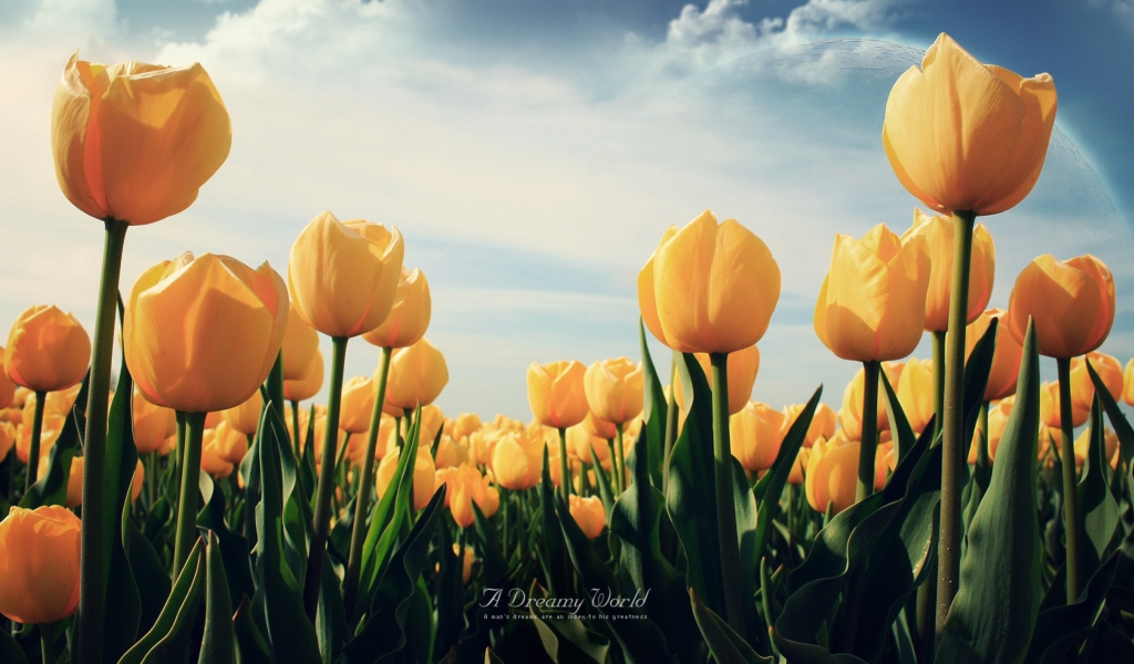 Das Yellow Tulips Wallpaper 1024x600