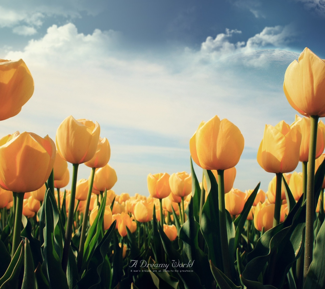Sfondi Yellow Tulips 1080x960