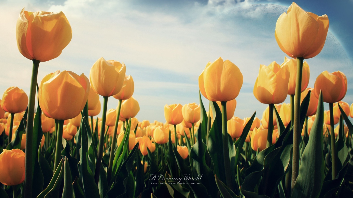 Sfondi Yellow Tulips 1366x768